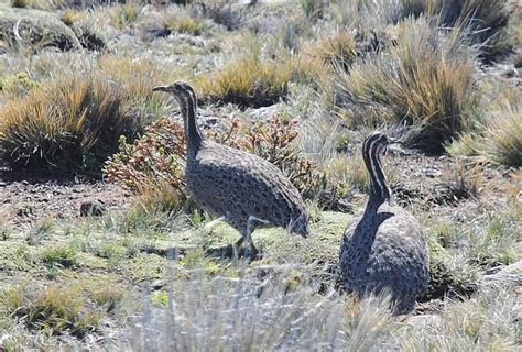 Patagonian tinamou - Alchetron, The Free Social Encyclopedia