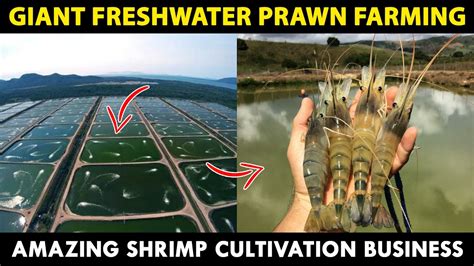 Giant Freshwater PRAWN Farming | How to start SHRIMP Farming Business