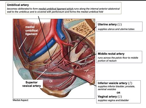 Umbilical Artery Diagram | Quizlet