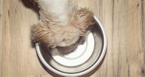 How Much To Feed A Shih Tzu Puppy | Shih Tzu Feeding Chart