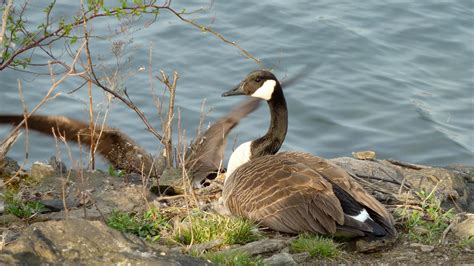 Canada Goose Nesting in Five Islands Park | The female goose… | Flickr