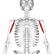 Coracobrachialis muscle - Origin, Insertion, Function, Exercise