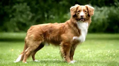 Breed Spotlight: Nova Scotia Tolling-Duck Retriever