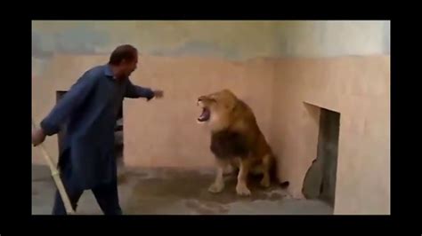 A Man enter in the lion cage in a zoo with stick see what hppn next ...