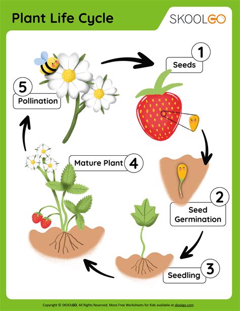 Plant Life Cycle - Free Worksheet - SKOOLGO