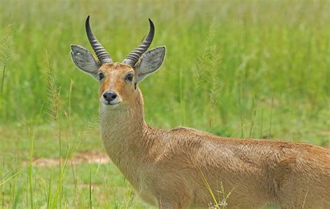 Katonga Wildlife Reserve - Uganda Wild Mammal Areas, Sitatunga