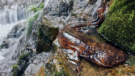 Japanese Giant Salamander - NWF | Ranger Rick