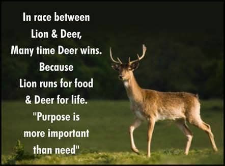 Funny Deer Hunting Quotes And Sayings - ShortQuotes.cc