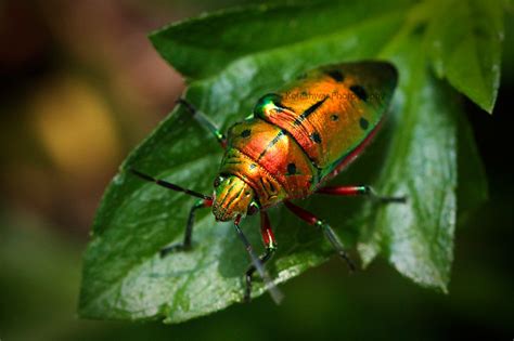 Exotic Bug | Flickr - Photo Sharing!