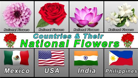 National Flower of the Countries | National flowers - YouTube