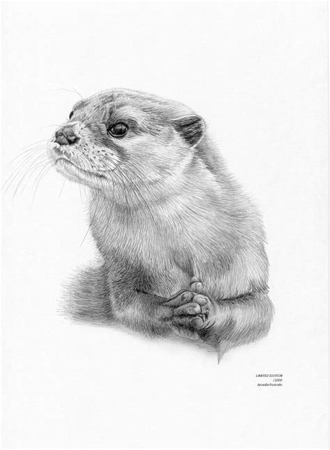 OTTER Limited Edition art drawing print signed by UK artist - two sizes ...