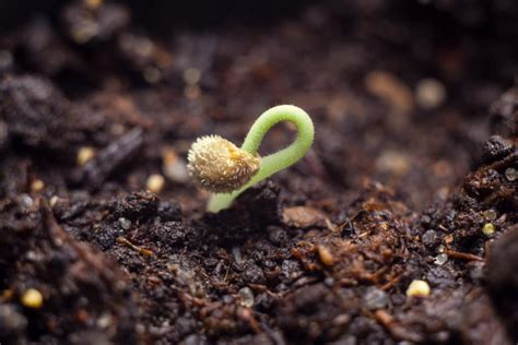 How To Germinate Pepper Seeds - Garden.eco