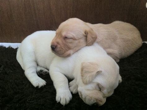 Labrador puppies | Flickr - Photo Sharing!