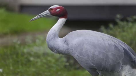 Crane: The National bird of China | Helo National