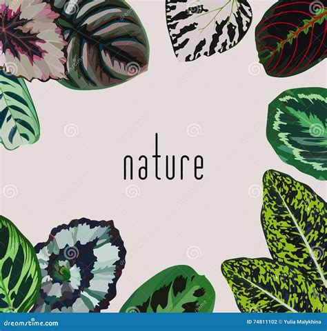 Slogan nature leaves frame stock vector. Illustration of artwork - 74811102