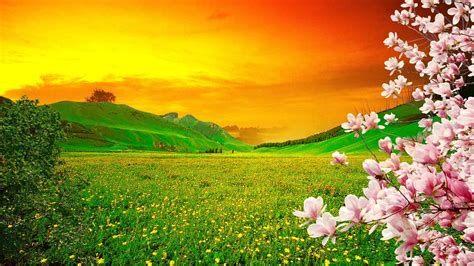 meadow, grass, flowers, yellow, spring, green, orange, sunset, blooming, 1080P, pink, hills, sky ...