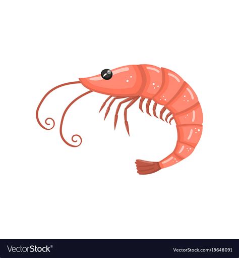 Shrimp fresh seafood cartoon Royalty Free Vector Image