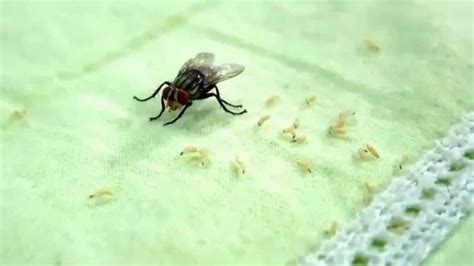 Housefly giving birth to maggots - YouTube