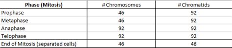 Chromosome and Chromatid Numbers during Mitosis and Meiosis | DAT Bootcamp