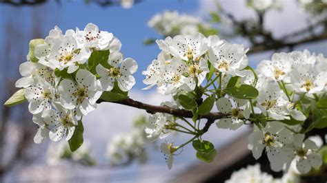 Spring blossoms on a pear tree wallpaper - Flower wallpapers - #51698