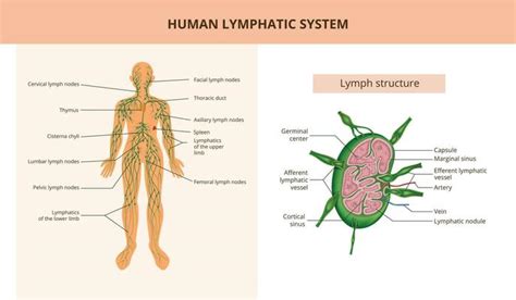 Lymph Tissue Vector Art, Icons, and Graphics for Free Download