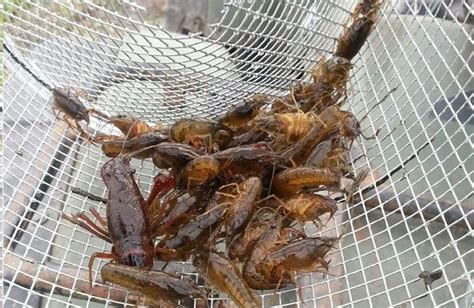 Best Crawfish Traps Review 2021: Where Can You Set Crawfish Traps ...