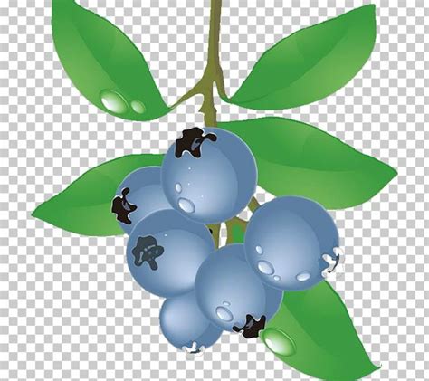 Download High Quality blueberry clipart bush Transparent PNG Images ...