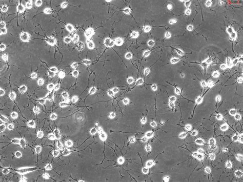 Rat Oligodendrocyte Precursor Cells