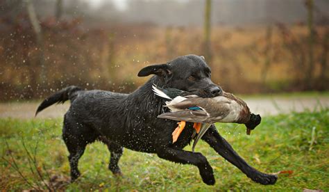 11 Dog Breeds for Duck Hunting - The Hip Chick