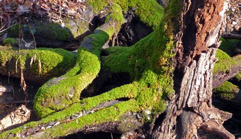 Where Does Moss Grow? - Creasey Mahan Nature Preserve