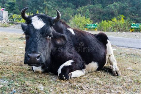 A Close Up Shot of a Holstein Friesian Cow with Horns and a White Patch ...