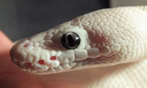 Blue eyed leucistic ball python. : snakes