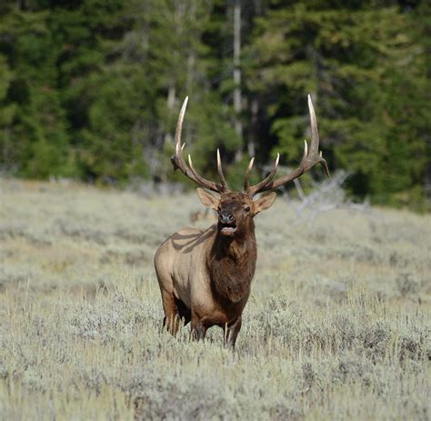 Bugling Bull Elk Photograph by Whispering Peaks Photography - Fine Art ...