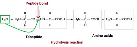 #12. Proteins - amino acids, peptid bonds | Biology Notes for A level