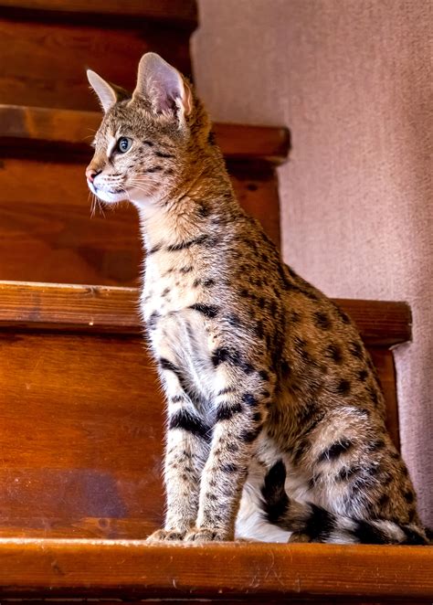 Savannah Cat Breed Information & Characteristics | Daily Paws