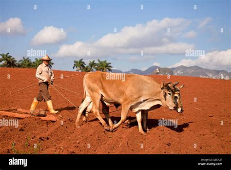 Ox drawn plough hi-res stock photography and images - Alamy