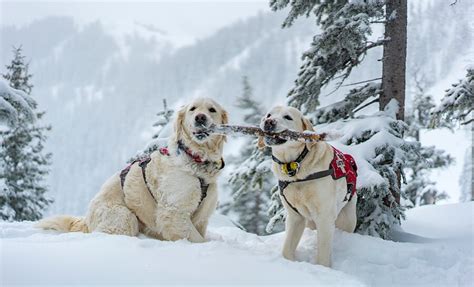 Taos Ski Valley - Taos New Mexico Skiing - Visit Taos & Ski This Winter