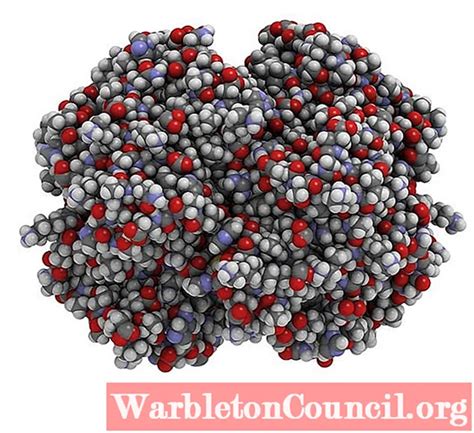 Globular proteins: characteristics, structure, examples - science - 2024