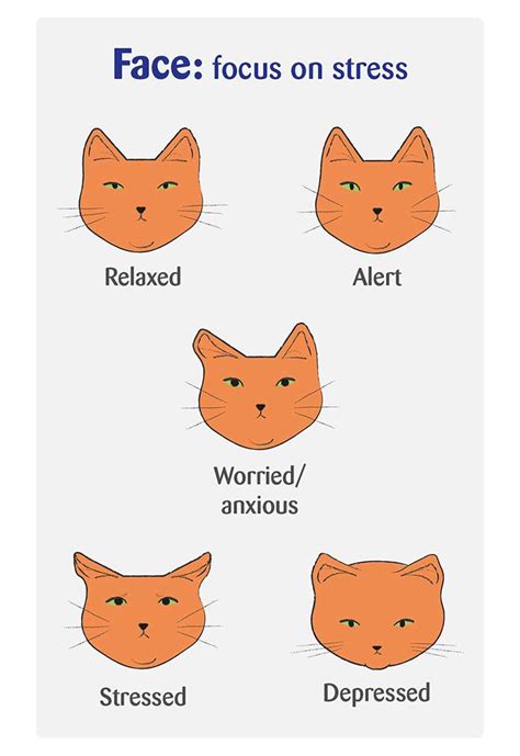 Spotting Signs of Cat Stress - How to Care | Cats Protection