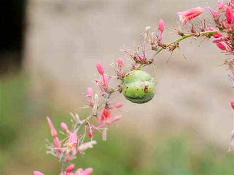 How To Grow Red Yucca From Seed - Home Soils