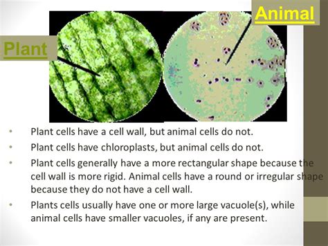 Plant and Animal Cell Comparison. The cell is the basic unit of life. Plant cells (unlike animal ...