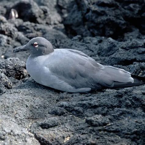 Lava gull - Facts, Diet, Habitat & Pictures on Animalia.bio