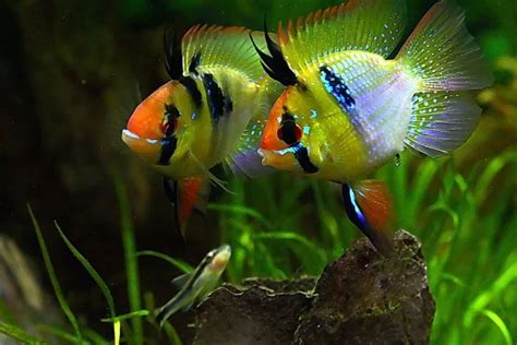 Top 13 Most Colorful Freshwater Fish - meowlogy | Aquarium fish, Tropical fish, Tropical fish ...