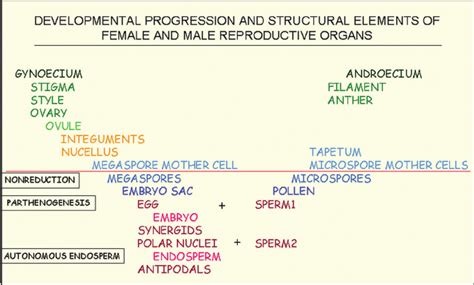 The gynoecium (female) and androecium (male) parts of the plant are ...