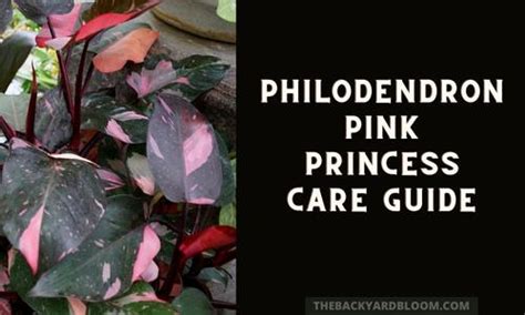 Philodendron Pink Princess Care Guide - The Backyard Bloom