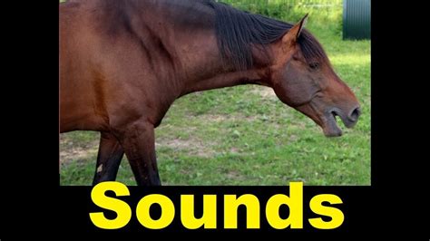 Horse Whinny Sound Effects All Sounds - YouTube