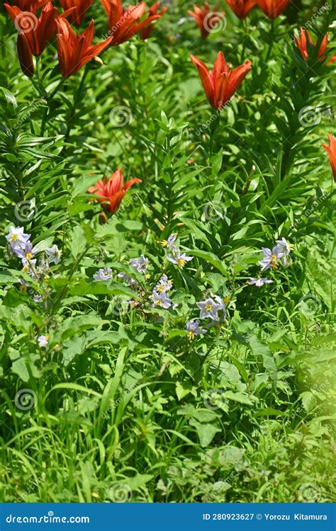 Solanum Carolinense Flowers.Solanaceae Perennial Plants Stock Image ...