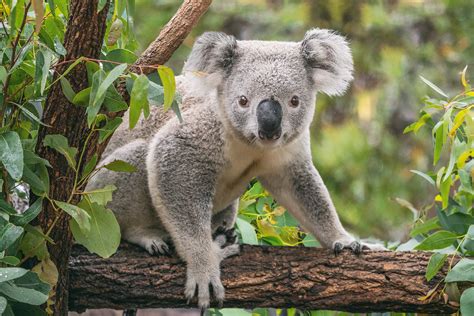 Fact File: Koala (Phascolarctos cinereus) - Australian Geographic