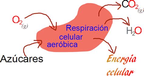 Cuadros comparativos entre la respiración anaeróbica y aeróbica: Ejemplos | Cuadro Comparativo