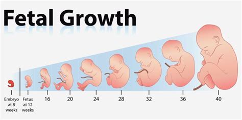 Growth Chart: Fetal Length And Weight, Week By Week | Fetal growth chart, Growth chart, Fetal ...